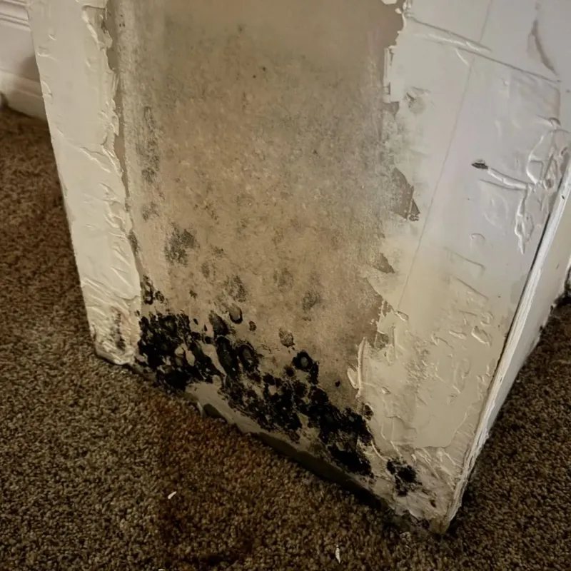Professional Mold Removal in Cherryville, NC